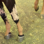 HDonLegs